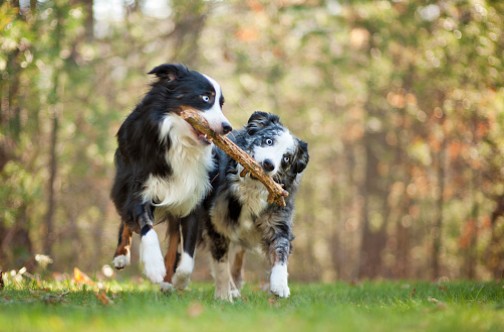 sante-physique-chien