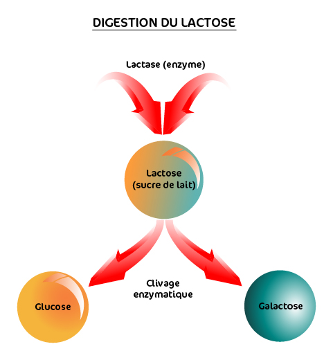 L’intolérance au lactose : c’est quoi ?