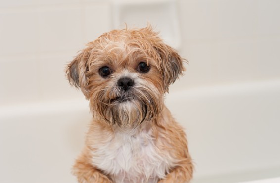 Prendre soin de la santé de son chien