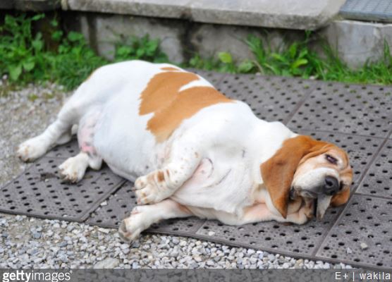 Comment combattre l’obésité du chien ?