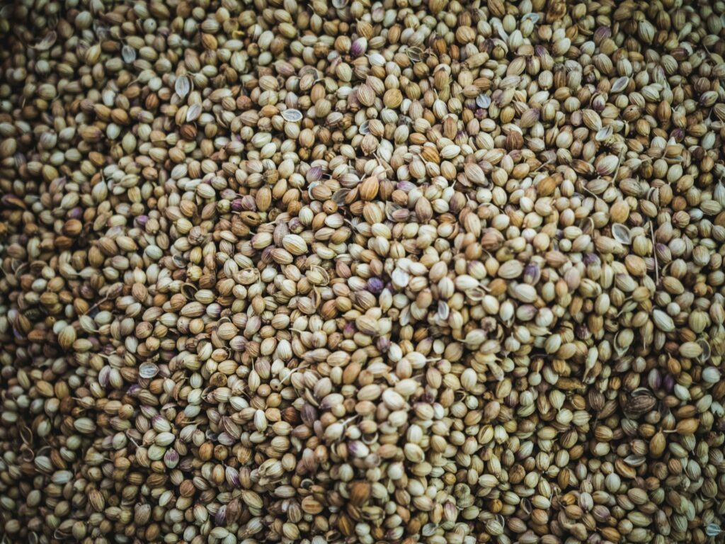 graines de cbd